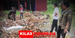 Genjot Hasil Tani, Dinas Pertanian Halsel Kuker di Dua Kecamatan