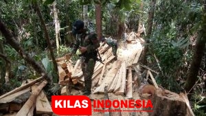 Satgas Yonif 642/Kapuas Amankan Kayu Hasil Illegal Logging di Wilayah Perbatasan