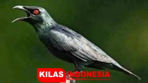 Burung Bermata Merah