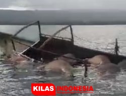 Dihantam Gelombang, Longboat Bermuatan 10 Ekor Kerbau Tenggelam